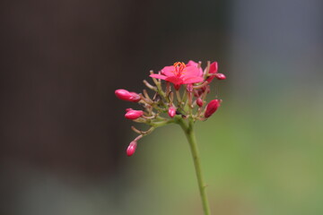 red blloming  flower ,Peregrina, Spicy Jatropha