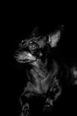 retrato de chihuahua color negro