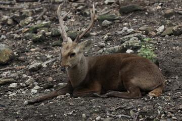 Naklejka premium deer sitting on the ground