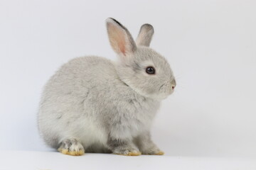 Cute Grey Bunny Rabbit on White Background