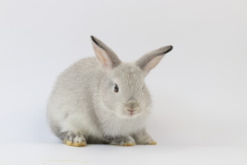 Cute Grey Bunny Rabbit on White Background