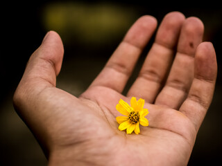 Landscape view of selective focus of a yellow flower in hand, singapore daisy, Sphagneticola trilobata.