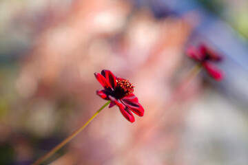  赤い花 コスモス