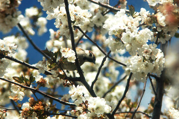 blooming cherry tree