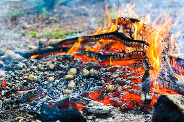Picnic in nature. Cooking potatoes and kebabs over the fire. Fire texture. Coals and flames. Macro filming. Grill.