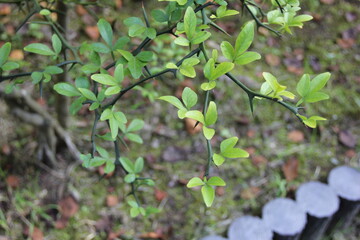 鋭く硬い刺を持つカラタチ