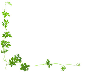 green ivy to do background image.