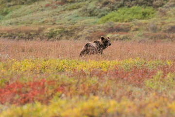 Grizzly bear cub in the field