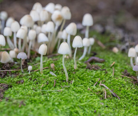 Macro close-up of wild mushrooms on green moss
