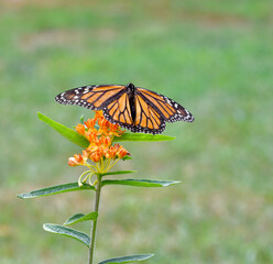 A Monarch butterfly (Danaus plexippus) alights on a  cluster of Butterfly weed flowers (Ascleapias tuberosa). Copy space. 