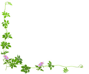 green ivy to do background image.