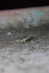 dragonfly on a Floor