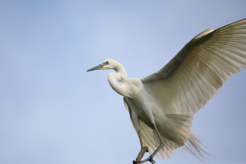 중대백로가 보이는 아름다운 풍경