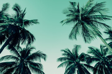 Fototapeta na wymiar Beautiful silhouette coconut palm tree forest in sunshine day clear sky background. Travel tropical summer beach holiday vacation or save the earth, nature environmental concept.