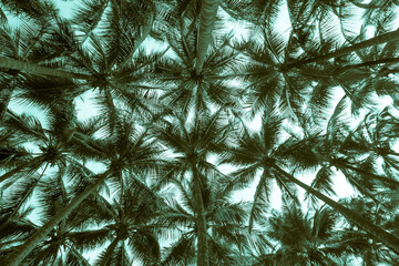 Obraz premium Coconut palm tree leaves background with sky from bottom view. Tropical summer holiday or pattern from nature environmental for your creative design concept - Monochrome tone.