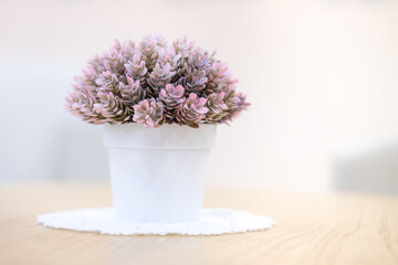 Flowers in white pots on the table in a white room