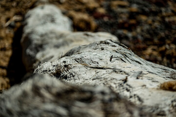 流れ着いた流木