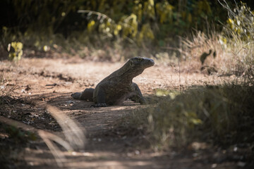 Komodo dragon. national park indonesia. flores. labuan bajo. huge lizard walks through the jungle. lost world of dinosaur. jurassic park. High quality FullHD footage