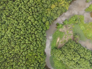 top view river with trees landscape.