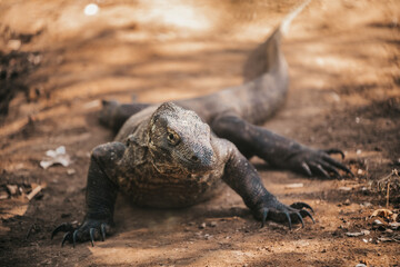 Komodo dragon. national park indonesia. flores. labuan bajo. huge lizard walks through the jungle. lost world of dinosaur. jurassic park. High quality FullHD footage