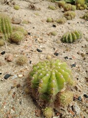 cactus in the desert