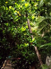 tropical garden with palm trees