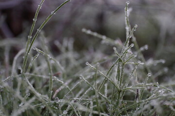 frost