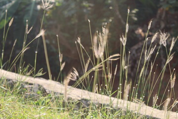 reeds on the bank of lake