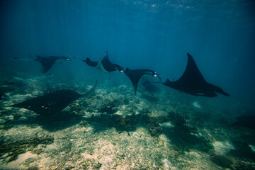 Manta ray Point. Nusa Penida. Flores. tropical paradise. Labuan Bajo. underwater photo, blue lagoons, coral reefs. a group of stingrays swims underwater. Wild animal world. blue water © Surfinglens