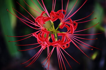 日本の寺院に咲く彼岸花