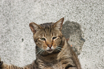 Fototapeta na wymiar the homeless cats on the city street at hong kong
