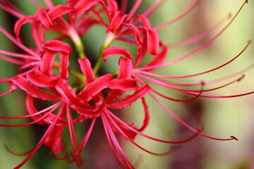 日本の寺院に咲く彼岸花
