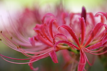 日本の寺院に咲く彼岸花