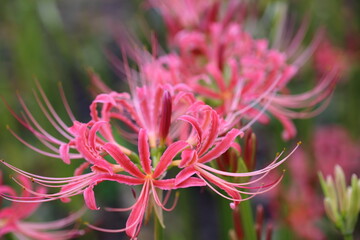 日本の寺院に咲く彼岸花