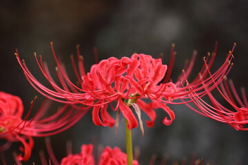 日本の寺院に咲く彼岸花