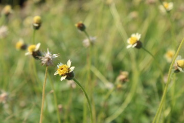 Bellis Perennis in spring meadow. Field of daisy flowers.