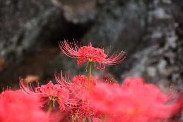日本の寺院に咲く彼岸花