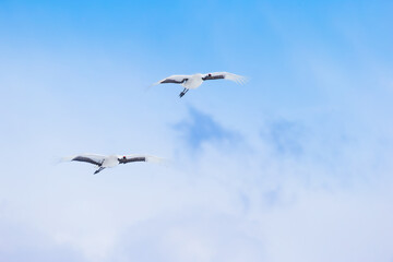 北海道　道東　釧路　タンチョウ