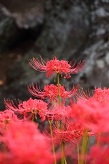 日本の寺院に咲く彼岸花