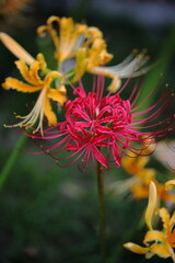日本の寺院に咲く彼岸花
