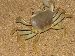 BOCA DEL DRAGO.  BOCAS DEL TORO.  PANAMA