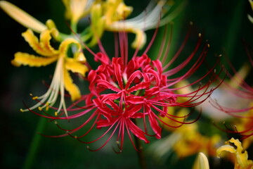日本の寺院に咲く彼岸花