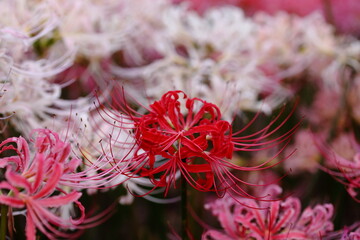 日本の寺院に咲く彼岸花