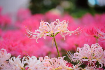 日本の寺院に咲く彼岸花