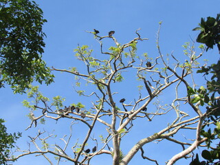 BOCA DEL DRAGO.  BOCAS DEL TORO.  PANAMA