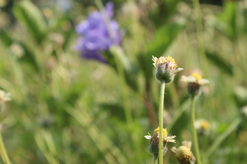 Bellis Perennis in spring meadow. Field of daisy flowers.