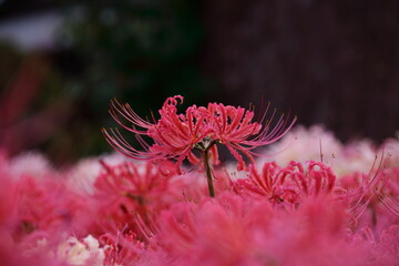 日本の寺院に咲く彼岸花