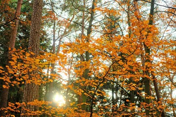 Autumn forest with sun rays. Autumn trees with orange and yellow foliage.Autumn nature landscape. autumn nature wallpaper
