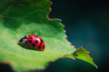 ladybug on a leaf