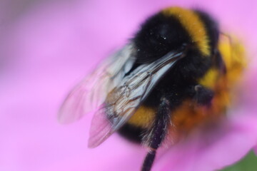 A close up of a flower and bee